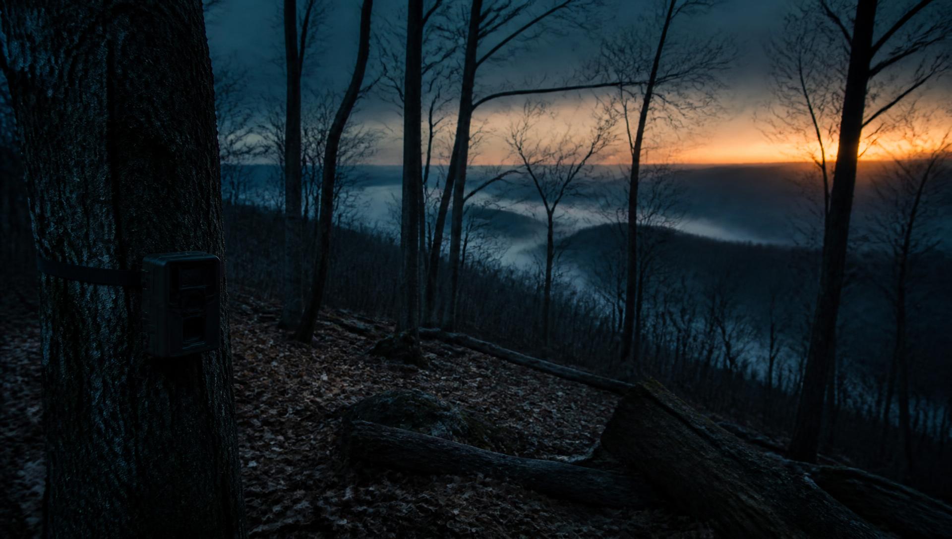 Fog rolling through a hardwood ridge at first light